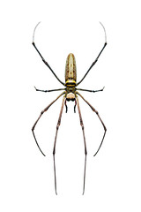 Image of Golden Long-jawed Orb-weaver Spider(Nephila pilipes) isolated on white background. Insect....