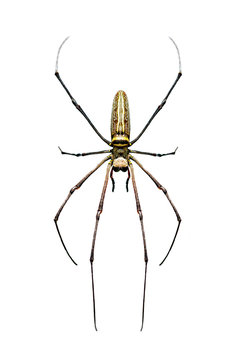 Image of Golden Long-jawed Orb-weaver Spider(Nephila pilipes) isolated on white background. Insect. Animal