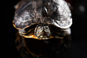 big turtle