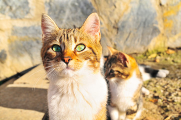 Obraz premium Street cats on a sunny day.