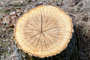 Texture cross-section  of cut tree with cracks, tree stump with cracks