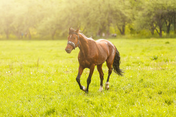 Welsh pony running and standing in high grass, long mane, brown horse galloping, brown horse standing in high grass in sunset light, yellow and green background