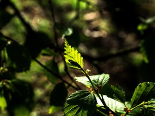 OLYMPUS DIGITAL CAMERA - NEW LEAF