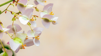 Obraz premium Delicate flowers of begonia on a light yellow background