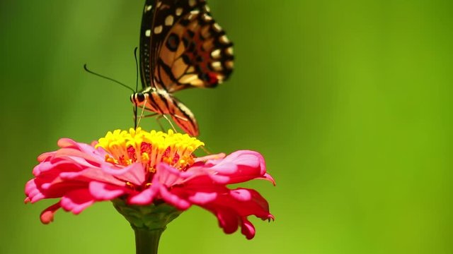 Swallowtail butterfly lime butterfly, lemon butterfly, lime swallowtail, flying in and feeding on a beautiful pink zinnia flower then flying away.