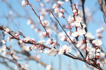 pink cherry blossom