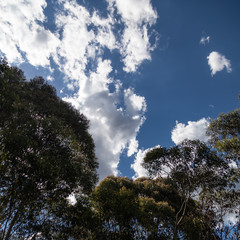 Blue cloudy sky above gum trees