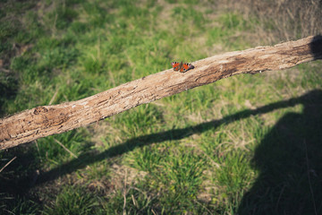 Schmetterling Butterfly