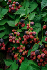 bush of ripe blackberry in the garden