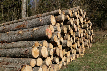 Freshly cut trees in the forest, on the side of a forest road