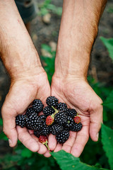 ripe blackberry in male hands in the garden
