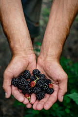 ripe blackberry in male hands in the garden