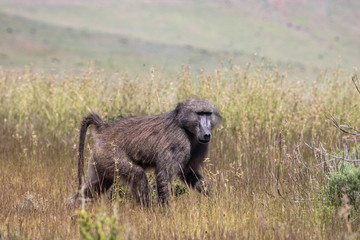 Pavian im Mountain Zebra Nationalpark in Südafrika