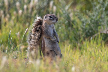 Kap-Borstenhörnchen im Mountain Zebra Nationalpark in Südafrika
