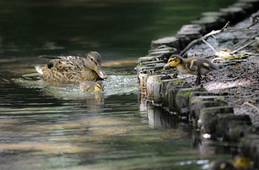 マガモの子育て