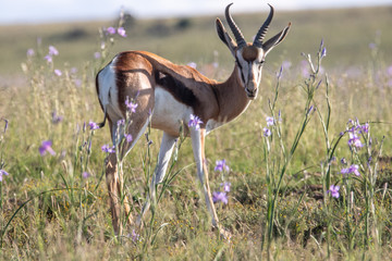 Springbock im Mountain Zebra Nationalpark