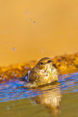 Pied Flycatcher, Ficedula hypoleuca, Forest Pond, Castile Leon, Spain, Europe
