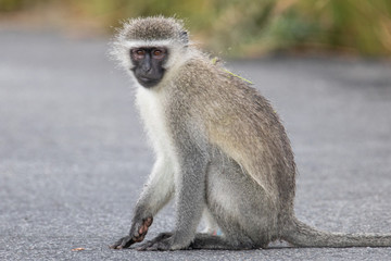 Affe im Mountain Zebra National Park in Südafrika