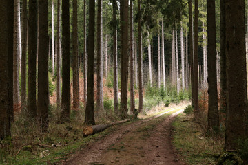 Forest with tall fir trees and forest road