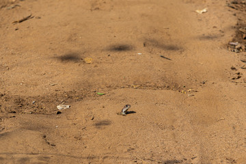 lizard up head from sand