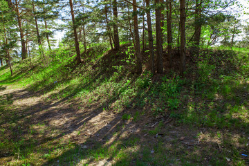 Obraz premium path in the forest