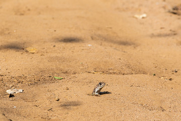 lizard up head from sand