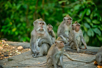 Many monkeys came to breakfast in the park.  Monkey forest, Ubud, Bali, Indonesia.