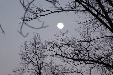bare tree branches against the moonlit sky