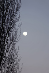 bare tree branches against the moonlit sky