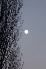 bare tree branches against the moonlit sky