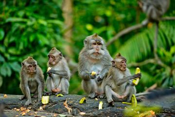 Adult monkeys sits and eating banana fruit in the forest. Monkey forest, Ubud, Bali, Indonesia.