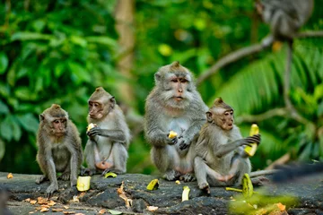 Foto auf Leinwand Adult monkeys sits and eating banana fruit in the forest. Monkey forest, Ubud, Bali, Indonesia. © leo_nik