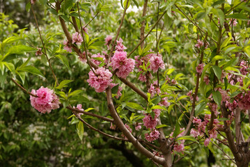 Bush with Terry delicate pink flowers