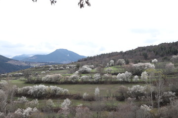 Fototapeta premium Flowers of the cherry blossoms on a spring day.savsat/artvin