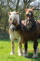 Arbeitspferde im Einsatz