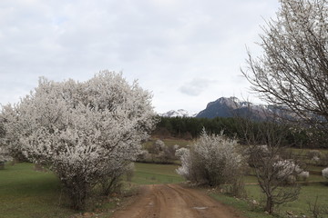Flowers of the cherry blossoms on a spring day.savsat/artvin