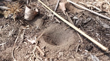 Ant lion trap and ant trying to escape