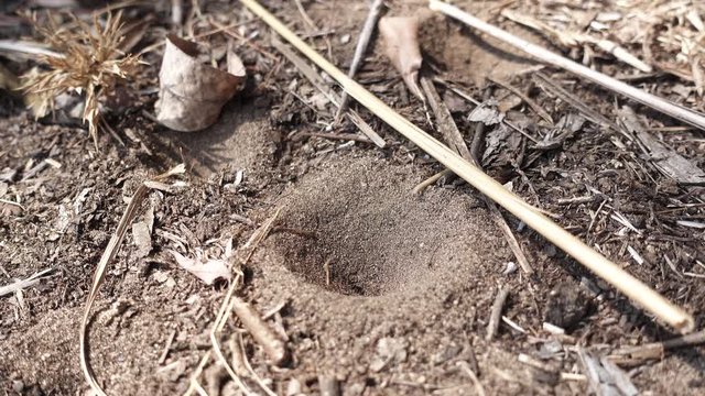Ant lion trap and ant trying to escape