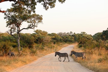 Zebra crossing