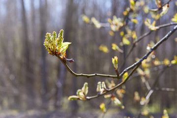 Young small buds of bird cherry in early spring. Prunus padus, or May day tree, with fresh green foliage, close up with selective focus and copy space