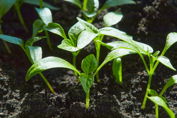 Seedling Of Peppers. Young Green Plants Peppers With Leaves Grow From Seeds In Ground In Boxes On Windowsill Indoor. Potted Peppers Seedlings Green Leaves Paprika.
