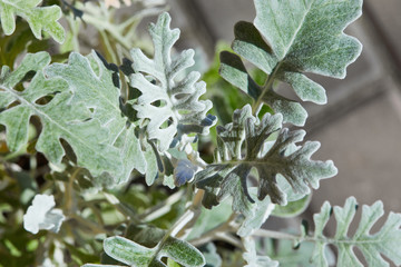 Senecio Cineraria, Dusty Miller, Cineraria Maritima, Silver dust (Compositae) shrub