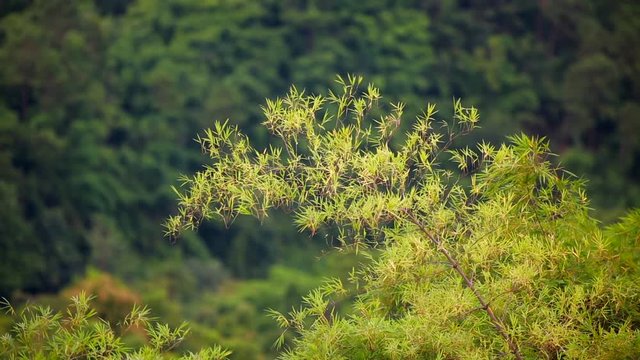 The waving bamboo There is a backdrop of mountains in the morning in Thailand.