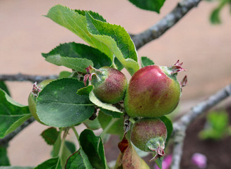 Young apples on a branch.
