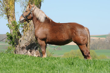 Fototapeta premium Bretonenstute