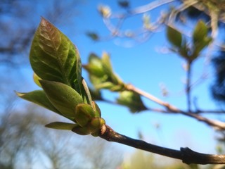 Bud on tree twig symbol of spring coming, macro photo