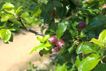 Young apples on a branch.