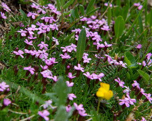 Fototapeta premium purple and yellow flowers
