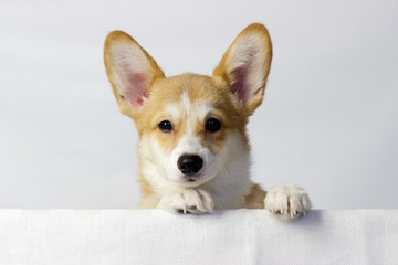 Corgi dog in studio on the white background. The plase for your text