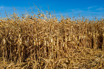 Agricultural field of dry unmade corn.